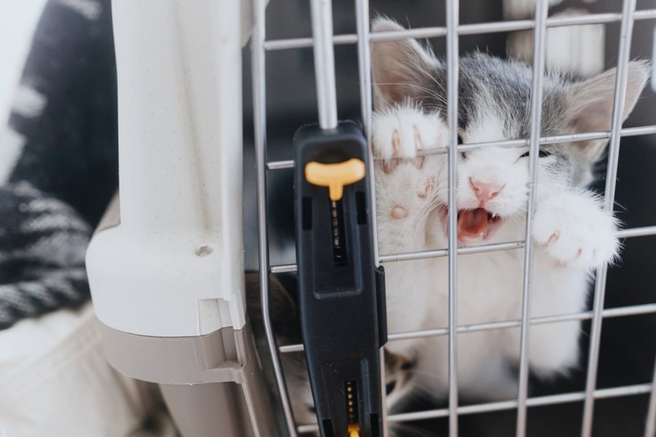 Nach der Zeit in der überhitzten Transportbox war die Katze dehydriert. (Symbolbild)