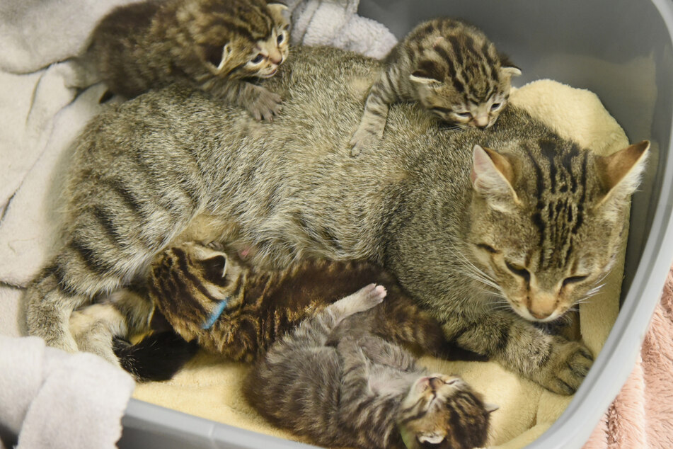 Katzenbabys gelten bis zu einem Alter von zwölf Monaten noch als solche. (Symbolbild)