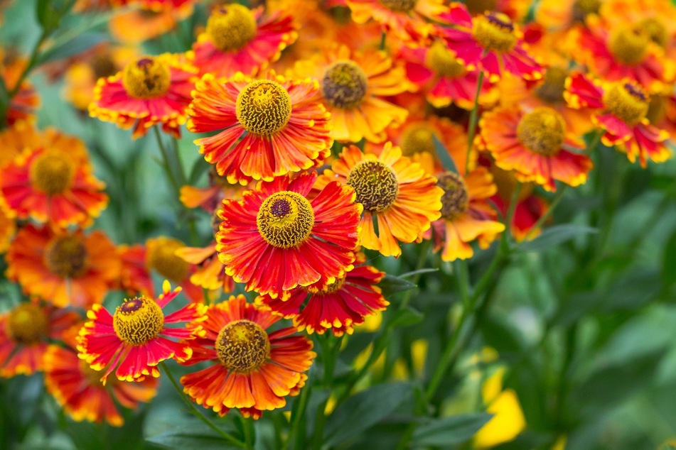 Bei der Sonnenbraut handelt es sich um tolle schneckenfeste Sommerblumen.