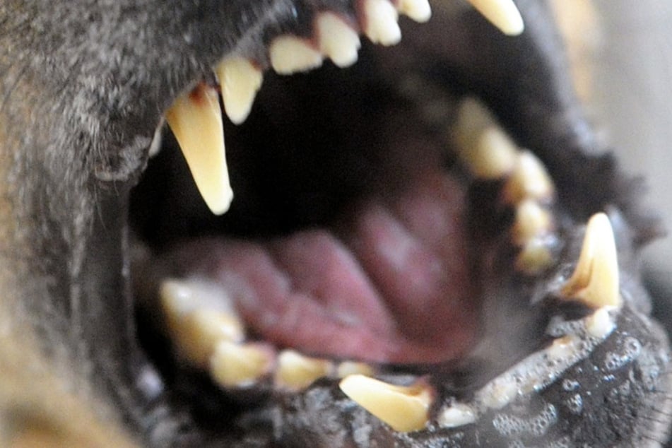 Der bissige Hund wurde durch die Tierrettung übernommen. (Symbolfoto)