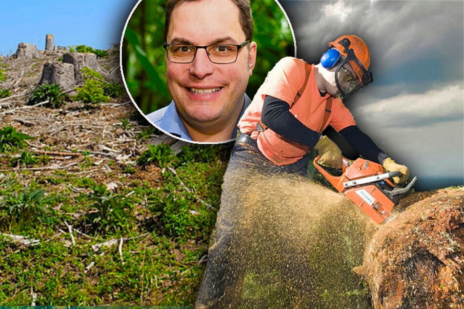 Leipziger Forscher finden heraus: Wenn der Wald fällt, gehen die Wolken