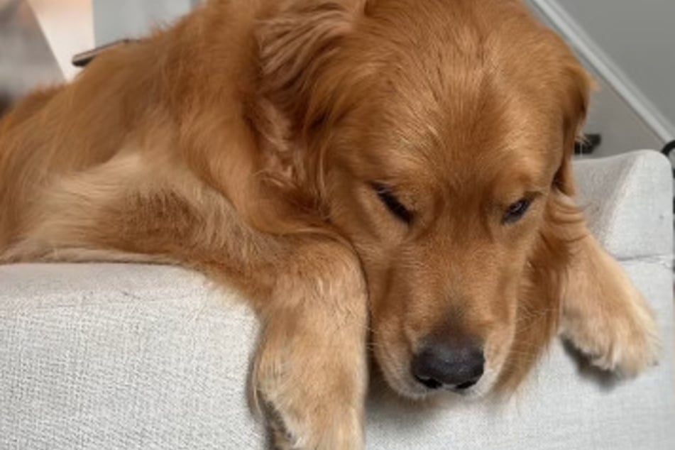 Golden Retriever tiene que despedirse de la abuela: su reacción hace que millones se identifiquen.