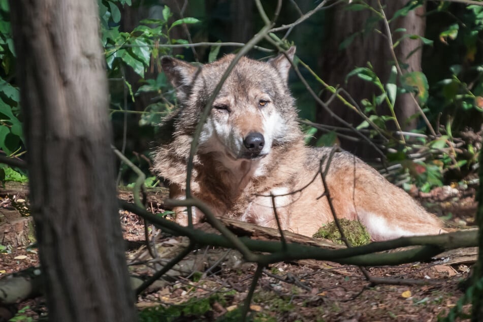 Wolf wird von Auto angefahren: Tierärztin muss ihn erlösen