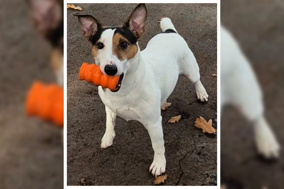 Hektor möchte körperlich und geistig ausgelastet werden. Ein Hund für Couch-Potatoes ist der feine Kerl also nicht.