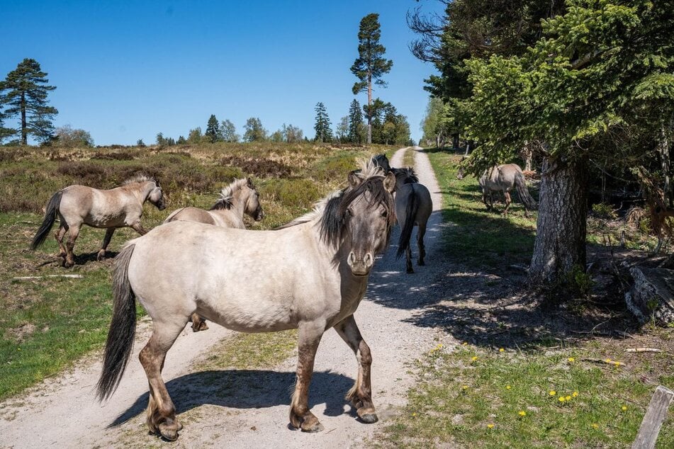 Typisch für Konikpferde sind die mausgraue Färbung, die dunkle Mähne und Zebrastreifen an den Fesseln.
