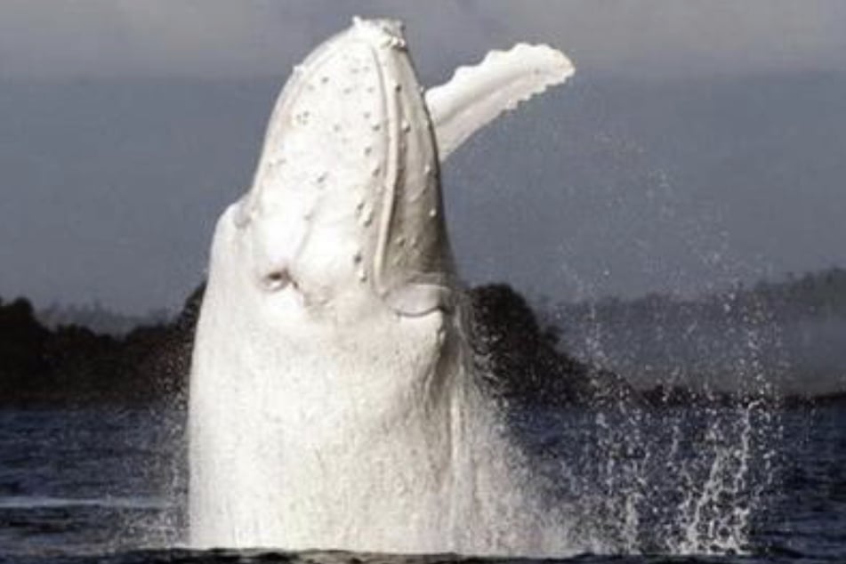Researchers say the white whale spotted in recent days could be Migaloo, or another rare humpback.