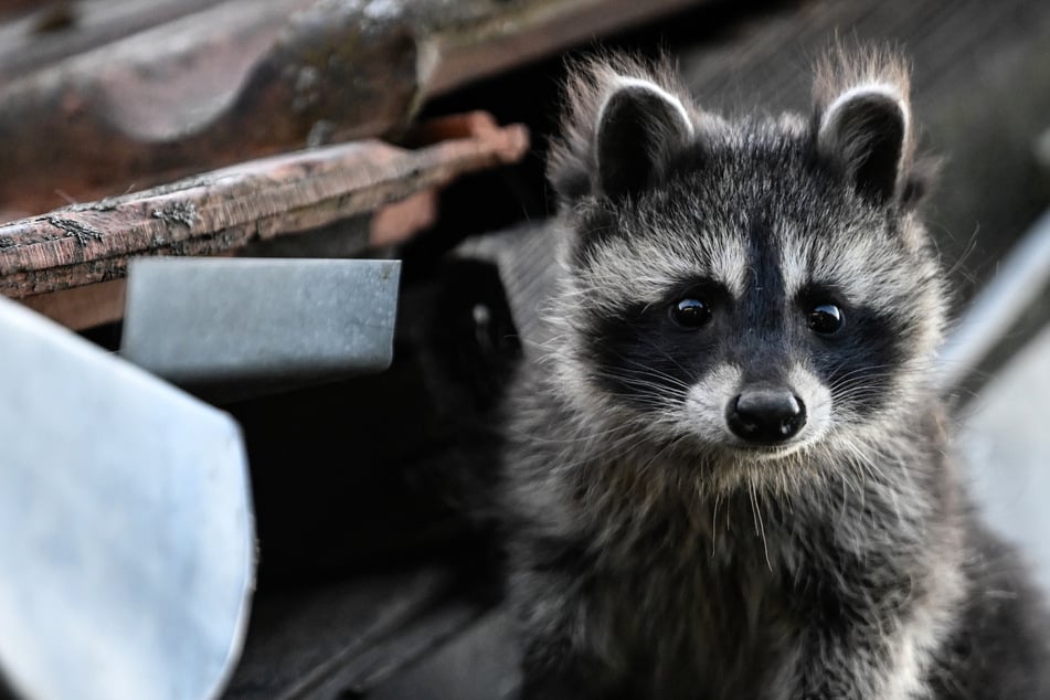 Impúdicos ladrones intentan robar un oso lavador de un parque zoológico, pero fracasan estrepitosamente