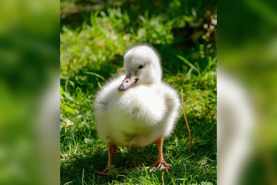 Die Singschwan-Küken im Hoyerswerdaer Zoo sind so flauschig.