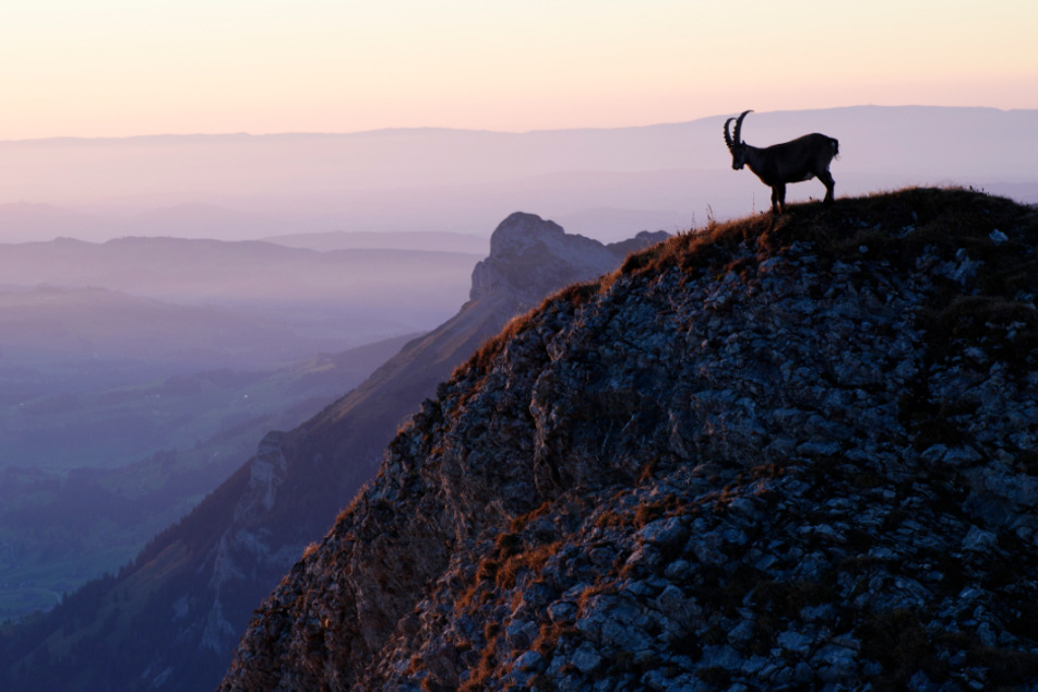 Ein Steinbock steht auf dem Gipfel des Schöngütsch (Schweiz).
