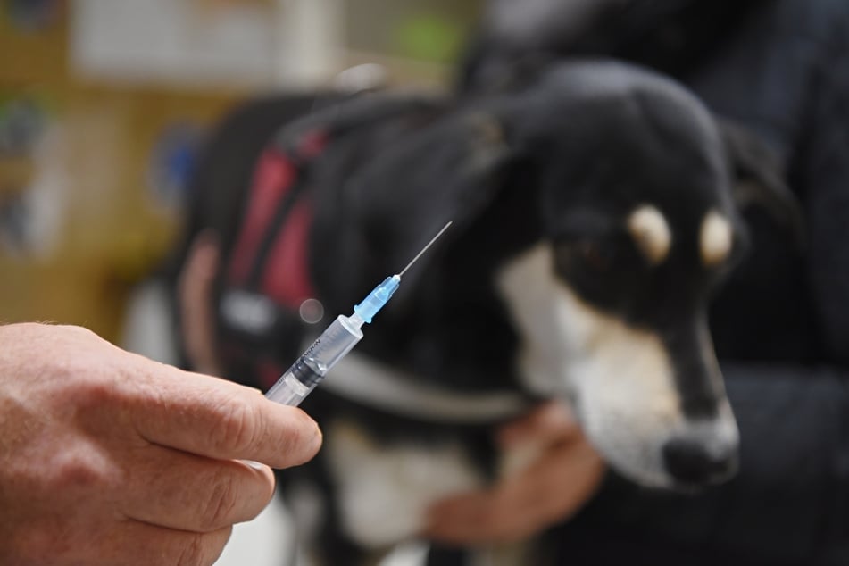 Impfungen für Tiere gegen die tödliche verlaufende Tollwut-Erkrankung sind unerlässlich.