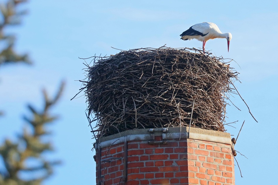 Erst wurde das Nest begutachtet, dann das Gefieder geputzt: Im Annaberger Ortsteil Cunersdorf wurde der erste Storch gesichtet.