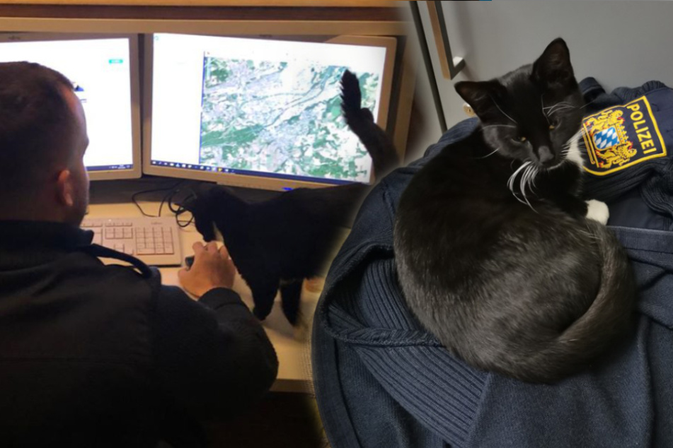Die Fundkatze machte es sich bei den Polizisten auf der Wache gemütlich. (Bildmontage)