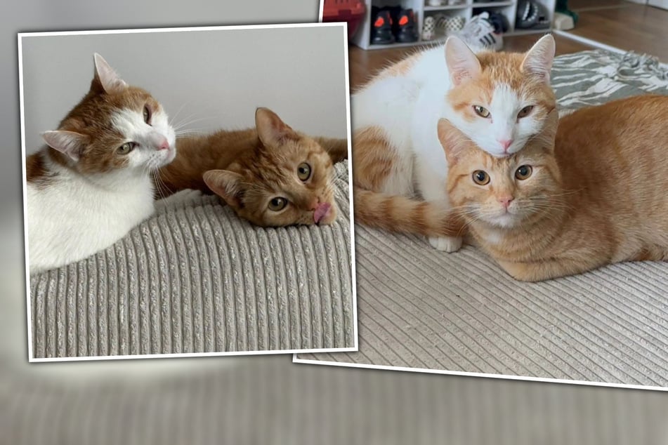 Schwerer Abschied: Zuckersüßes Katzen-Duo sucht dringend neues Zuhause