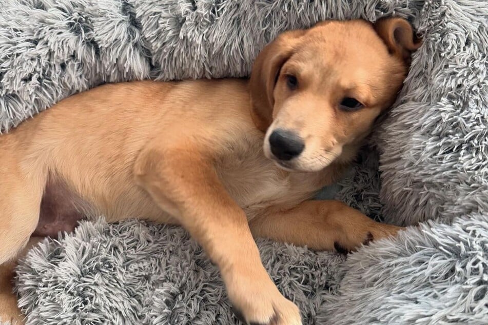 El pequeño Graham Cracker encontró primero su hogar temporal.