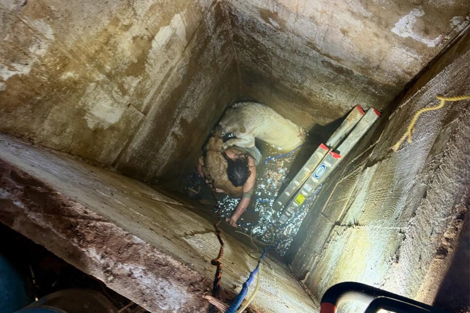 Im tiefen, mit Restwasser gefüllten Brunnenschacht saßen ein Teenager und zwei Hunde fest.