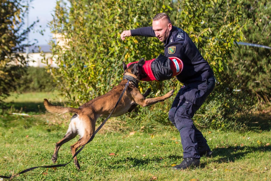 Daisy (1) übt das Verbeißen mit Polizeioberkommissar Stöhr (31) als Täter.