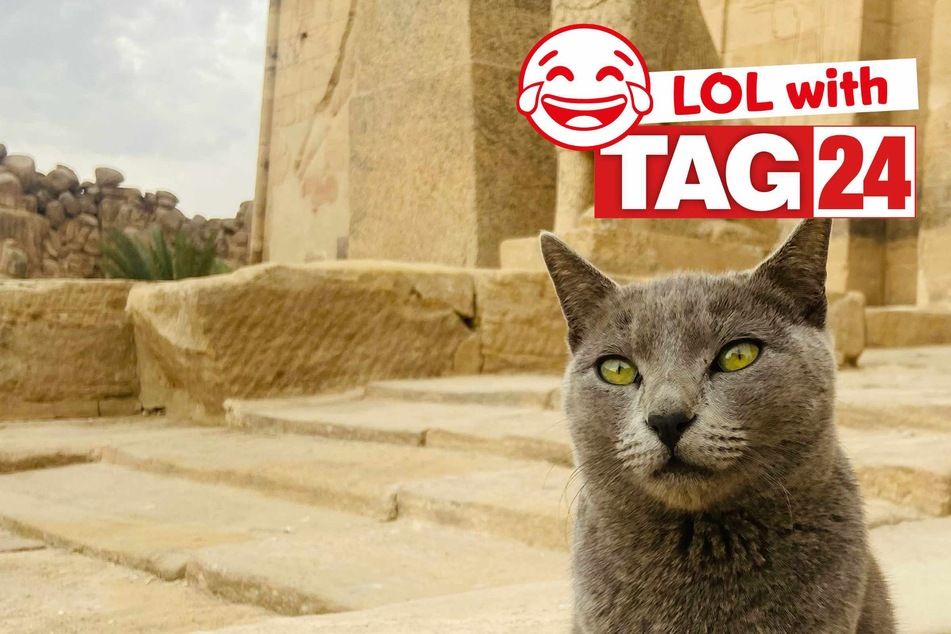 Joke of the Night for January 10, 2026: A Caturday cat funny