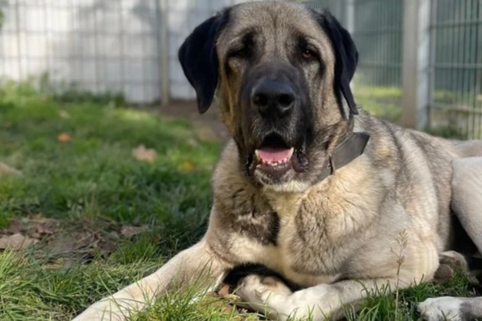 Kangal-Rüde King kam als absoluter Härtefall ins Tierheim in Mainz: Nicht nur völlig unterernährt, sondern auch mit zwei Kreuzbandrissen nahmen ihn die Tierpfleger auf.