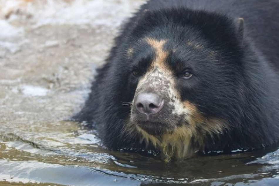 An Andean bear named Ben, who lives at the St. Louis Zoo, has become quite the escape artist after breaking out of his enclosure twice in one month.