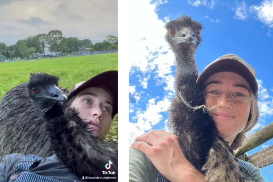 TikTok famous emu Emmanuel struggles with avian flu