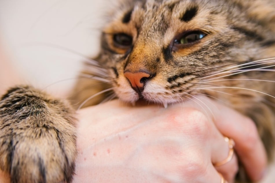 Ist das ein Katzen-Liebesbiss oder warum beißt die Katze beim Schmusen?