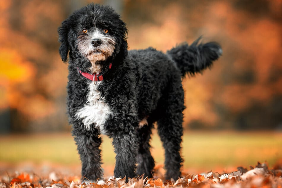 Puli-Mix Titos sucht eine neue Familie ohne kleine Kinder.