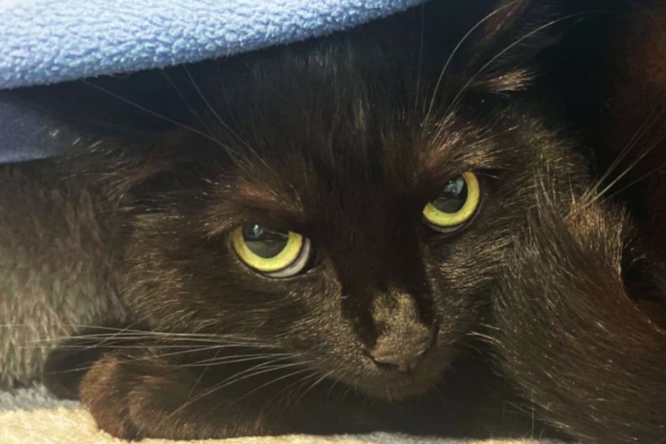 Por miedo, los gatos se esconden y solo comen por la noche.