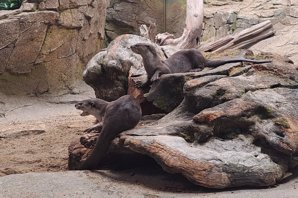Beim ersten Zusammentreffen der beiden Otter verstanden sie sich sofort und alles lief reibungslos ab.