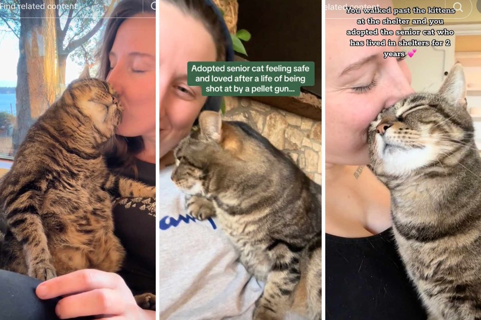 Abused senior cat finally feels "safe and loved" after adoption in viral video