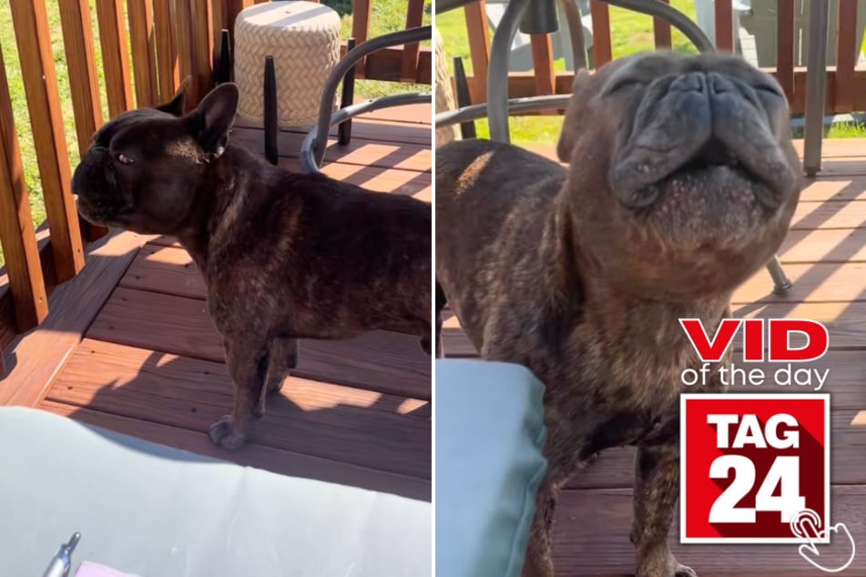 This pup couldn't stop howling when an ambulance passed by his home!