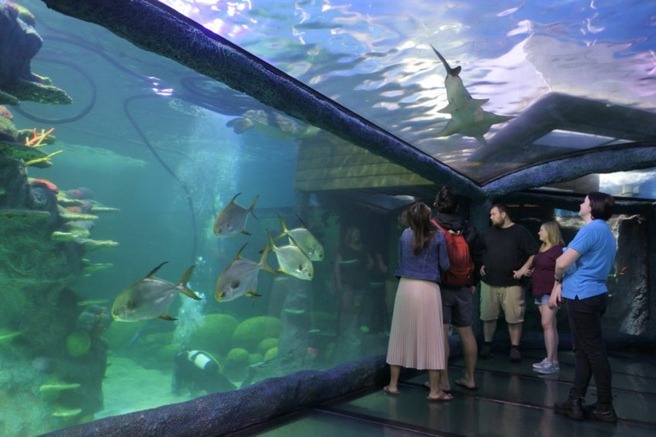 In dieses Aquarium im Zoo in Sydney ist der Mann gestiegen und hat sich filmen lassen.