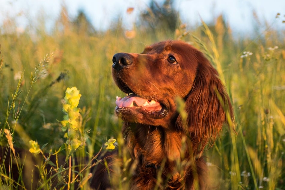 The first step to treating a dog that's eating grass is to establish what the cause is.