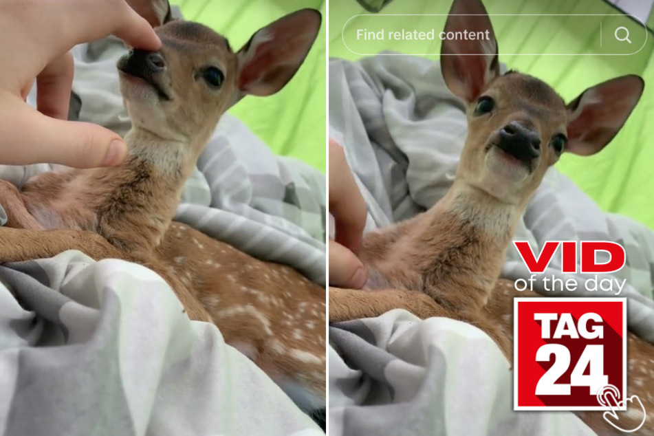 Today's Viral Video of the Day features the adorable encounter between a first-time hunter and a baby deer!