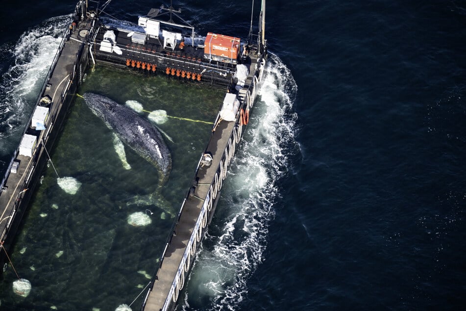 "Timmy" wird mit einer Barge in die Nordsee transportiert.