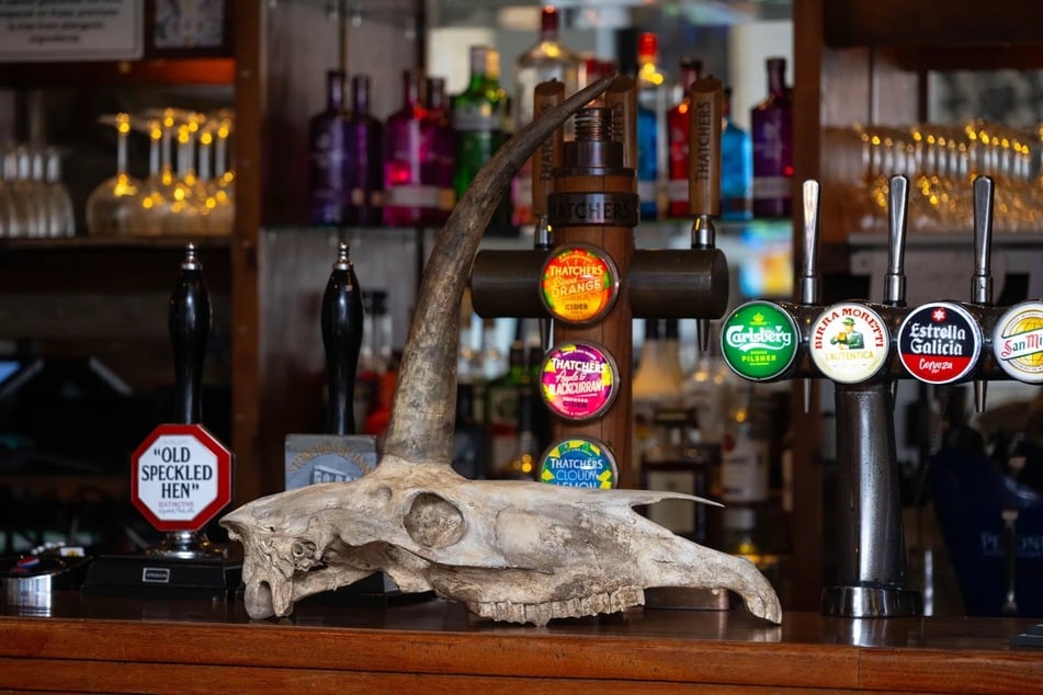Un barman le ofreció al hombre cerveza ilimitada a cambio del misterioso cráneo.