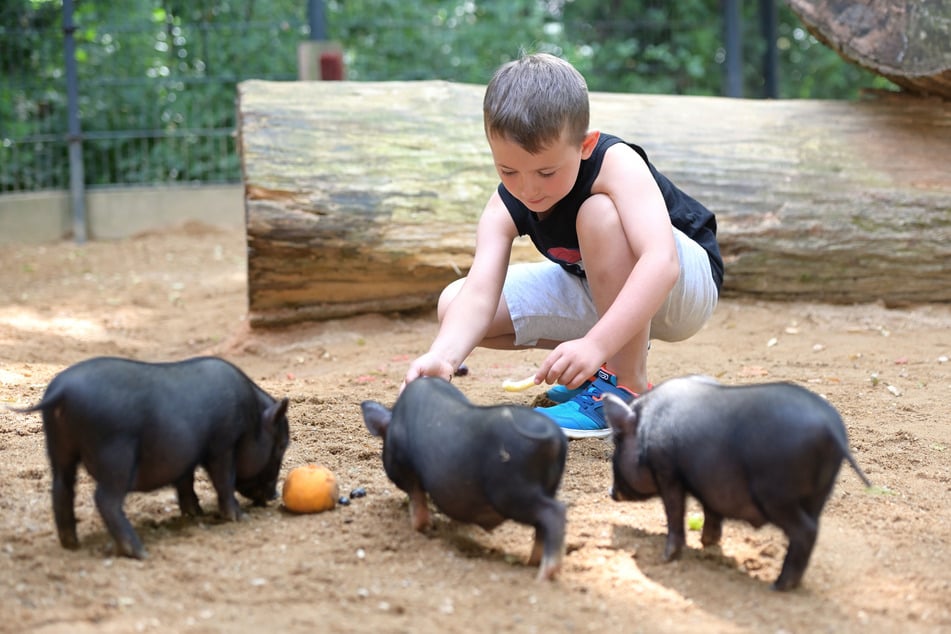 Keine Angst vor kleinen Schweinen: Levi Tom (8) aus Kirchberg streichelt den Baby-Nachwuchs der Minischweine.