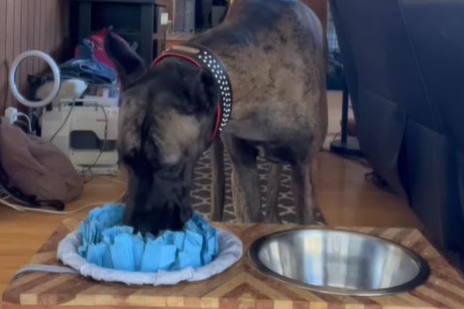 Mini kann sich die Schnauze mittlerweile professionell nach dem Trinken abtupfen.