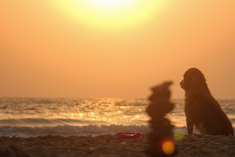 Dogs needs sunscreen too! Here's how to protect your pet from sunburn