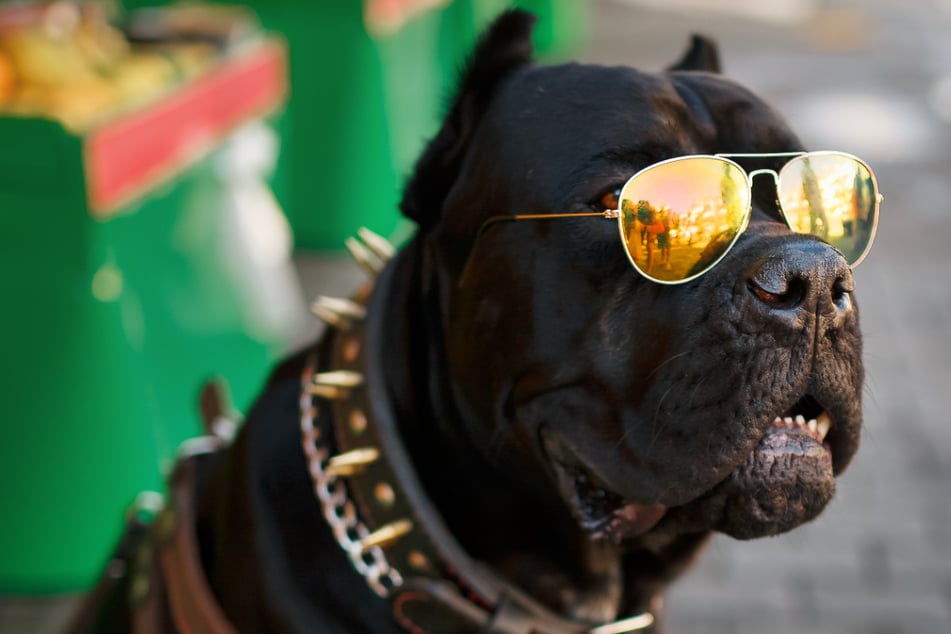 Tierärztin rät: Hunde sollten Sonnenbrille tragen!