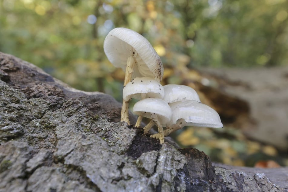 Östlich des Harzes wachsen Pilze laut Experte deutlich schlechter. (Symbolfoto)