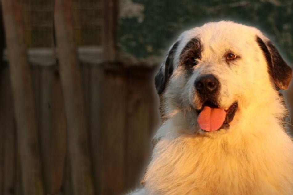 Groß, gutmütig, liebevoll: Ulla möchte endlich raus aus dem Tierheim