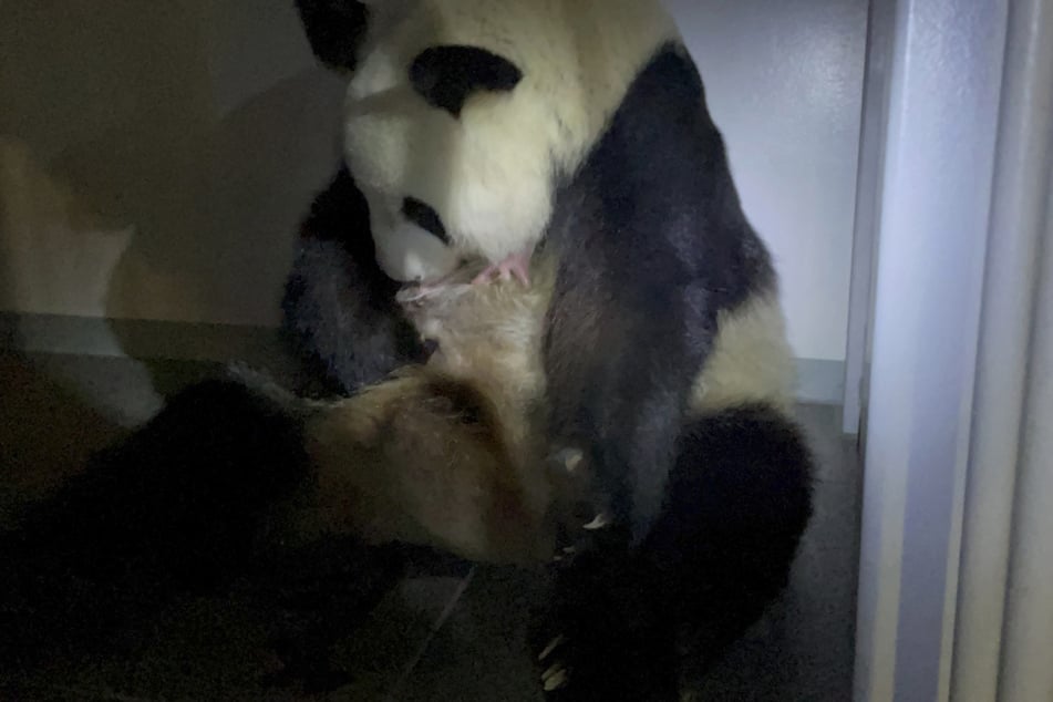 Die Panda-Mutter Shin Shin aus dem Ueno Zoo hält eines ihrer neugeborenen Zwillingspandas im Arm.