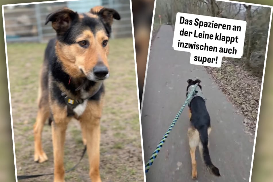 Bei Begegnungen mit anderen Hunden ist der Vierbeiner sehr zurückhaltend.