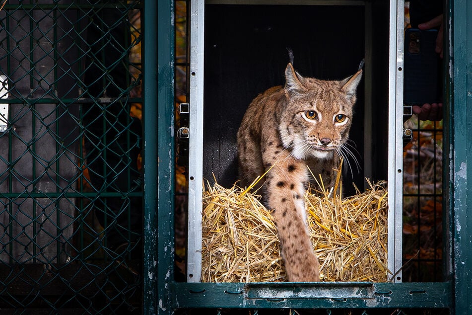 Luchs-Mama Rikki kam erst im September in den Nationalpark.