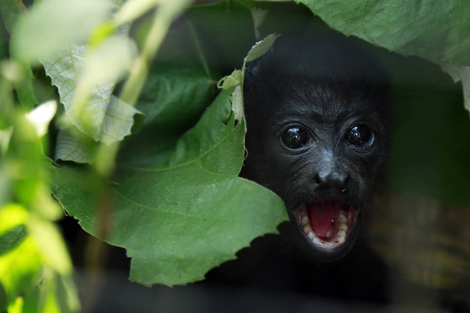 Several baby howler monkeys died after being abducted by the capuchin monkeys, who could not care for them.