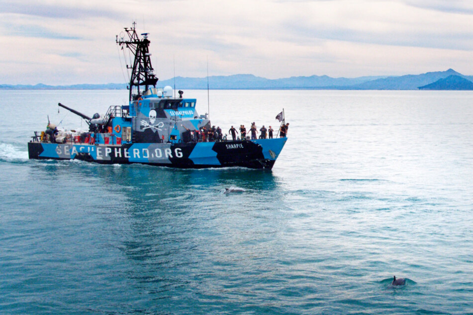 Die Umweltschutzorganisation "Sea Shepherd" kämpft gegen die Wilderer und Kartelle, was mitunter gefährliche Situationen zur Folge hat.