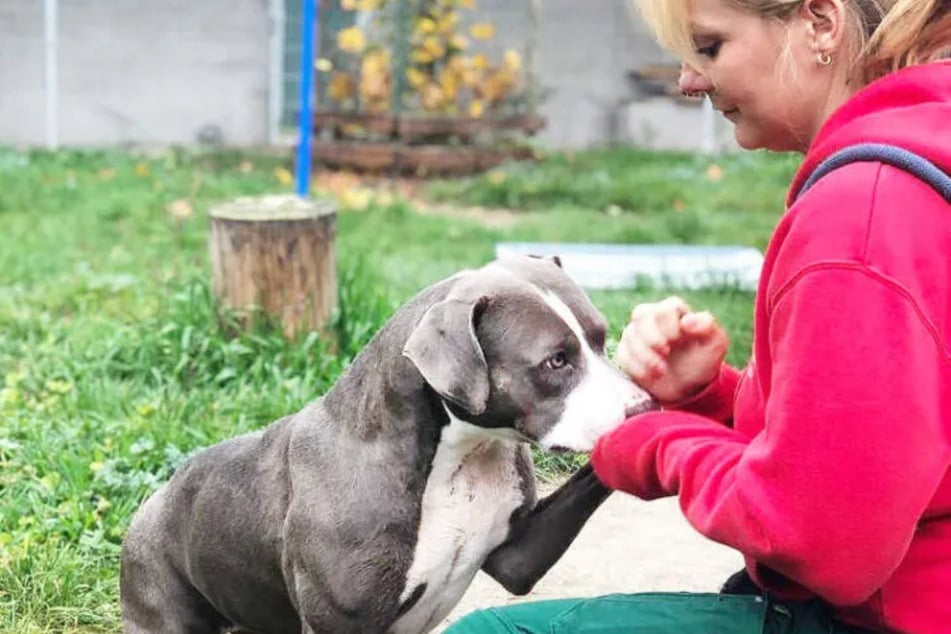 Die Tierpfleger kümmern sich um Carla, die sich nichts mehr als den richtigen Menschen an ihrer Seite wünscht.