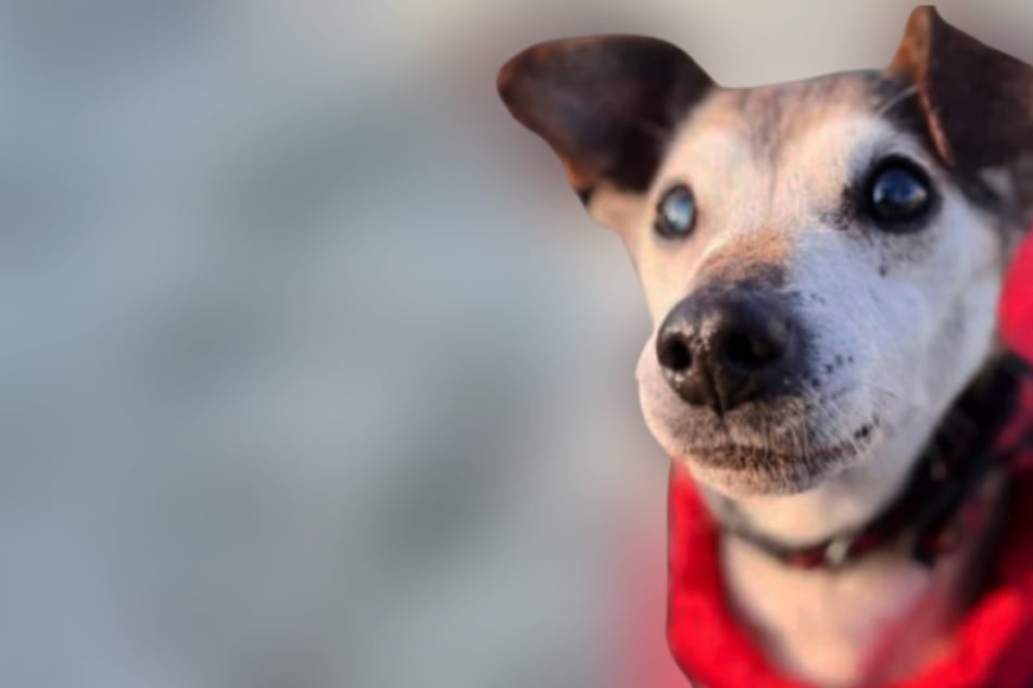 Hunde-Opi Hubert ist fast taub und blind: Wer erfüllt seinen letzten Wunsch?