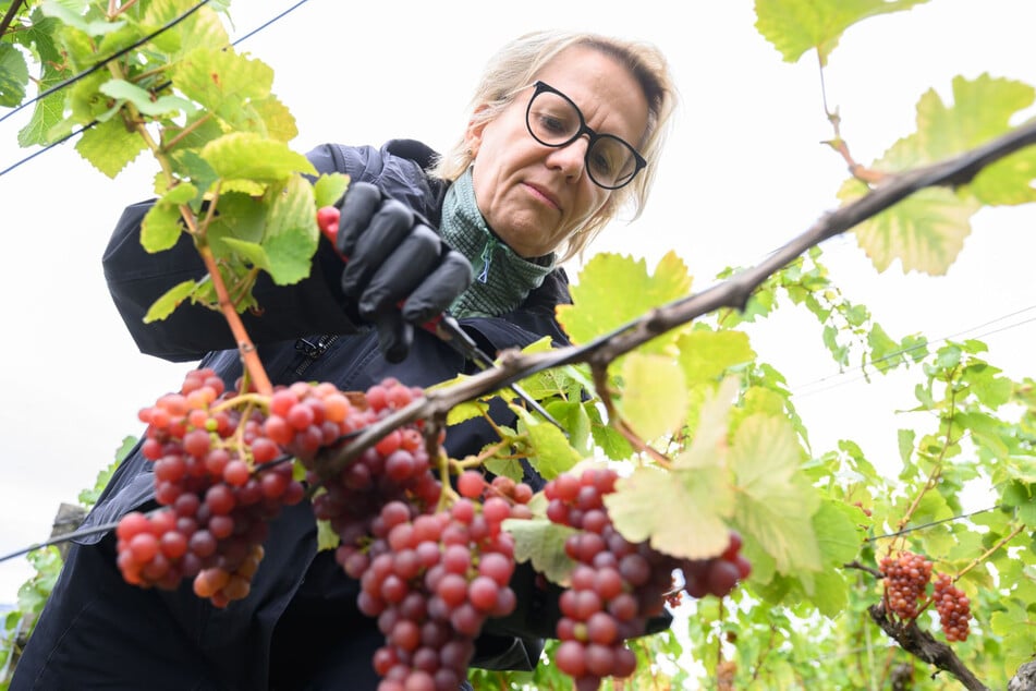 Tourismusministerin Barbara Klepsch (60, CDU), bei der Weinlese am Weinberg auf Schloss Wackerbarth.