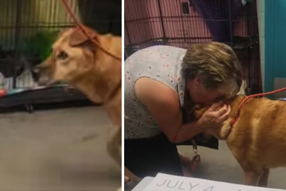 Lost dog has incredible reunion in viral video